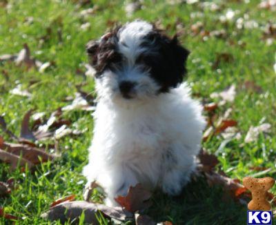 Coton De Tulear Puppies for Sale