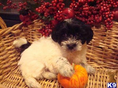Havanese Puppies for Sale