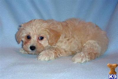 Maltipoo Puppies for Sale