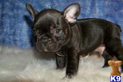 French Bulldog Puppies for Sale