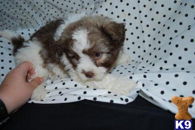 Havanese Puppies for Sale