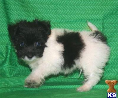 Maltipoo Puppies for Sale