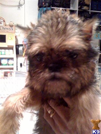 Brussels Griffon Puppies for Sale