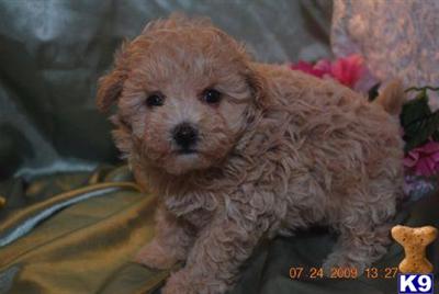 Maltipoo Puppies for Sale