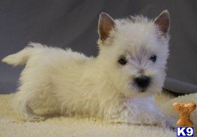 West Highland White Terrier Puppies for Sale
