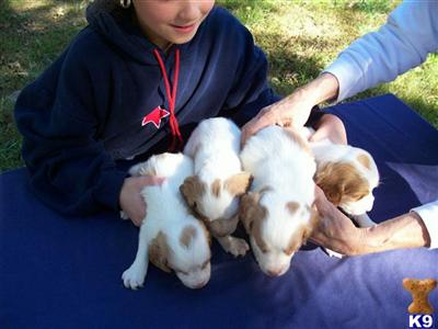 Puppies in TN