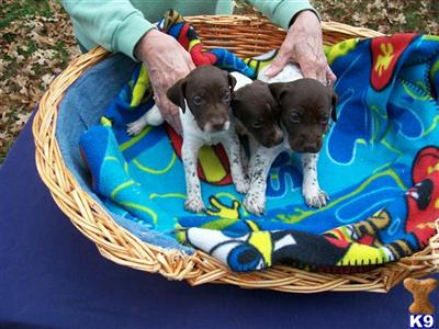 German Shorthaired Pointer Puppies for Sale