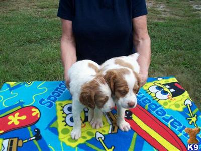 Brittany Puppies for Sale