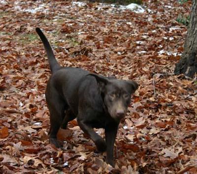 Dogs for Sale in TN
