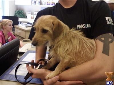 Rescue Dogs