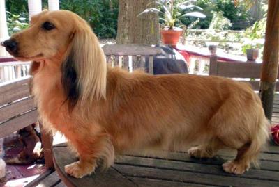 Stud Dogs - Dachshund