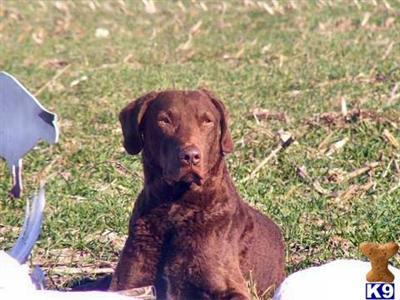 Stud Dogs - Chesapeake Bay Retriever
