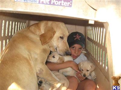 Puppies in TX