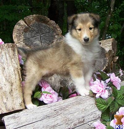Collie Puppies for Sale