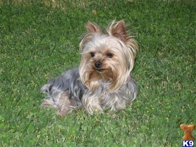 Stud Dogs - Yorkshire Terrier