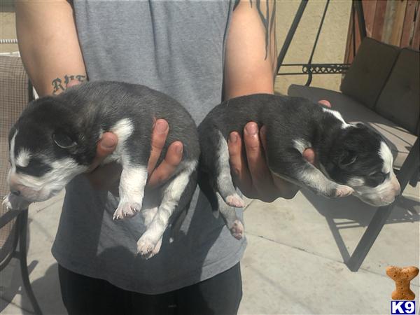 Malamute Puppies Breeders In California