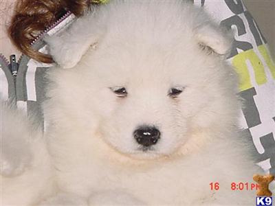 Samoyed Puppies for Sale