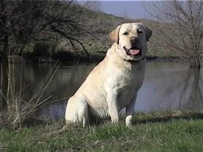 Stud Dogs - Labrador Retriever