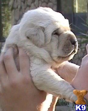 Labrador Retriever Puppies for Sale