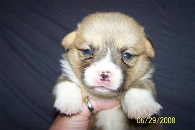 Pembroke Welsh Corgi Puppies for Sale