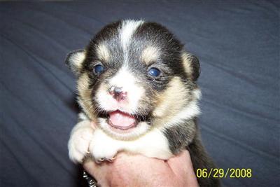 Pembroke Welsh Corgi Puppies for Sale