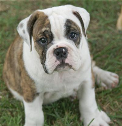 English Bulldog Puppies for Sale