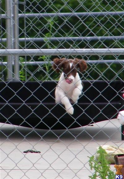Puppies in VA