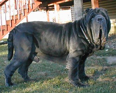 Stud Dogs - Neapolitan Mastiff