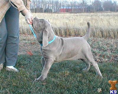 Neapolitan Mastiff Puppies for Sale