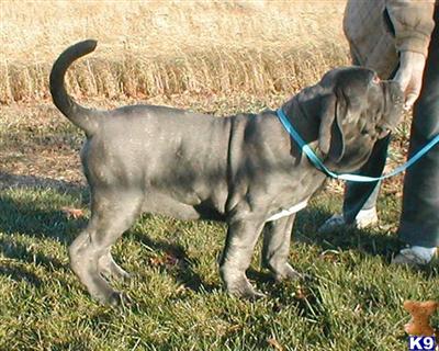 Neapolitan Mastiff Puppies for Sale