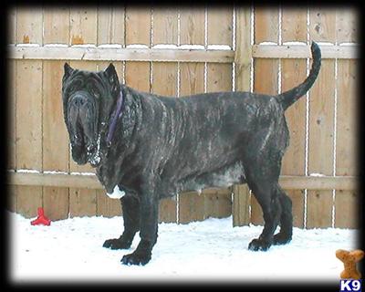 Neapolitan Mastiff Puppies for Sale