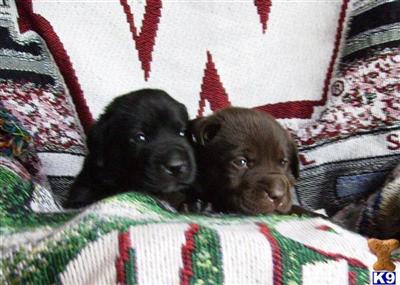 Labrador Retriever Puppies for Sale