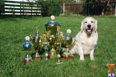 Stud Dogs in MS