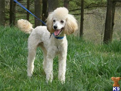 Stud Dogs in MD