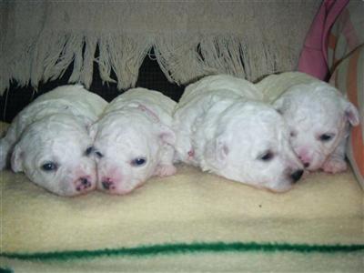 Puppies in IN