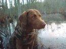 Stud Dogs - Chesapeake Bay Retriever