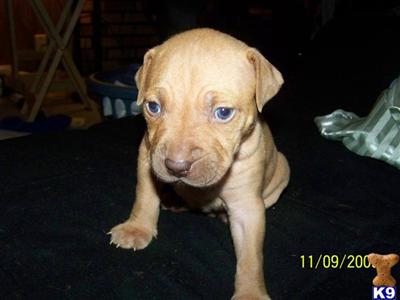 American Pit Bull Puppies for Sale