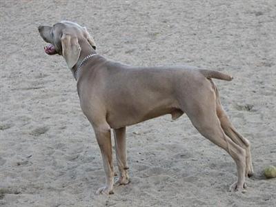 Stud Dogs - Weimaraner