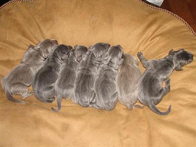 Weimaraner Puppies for Sale
