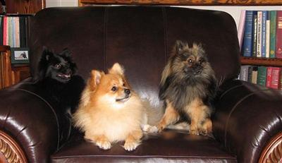 Stud Dogs - Pomeranian