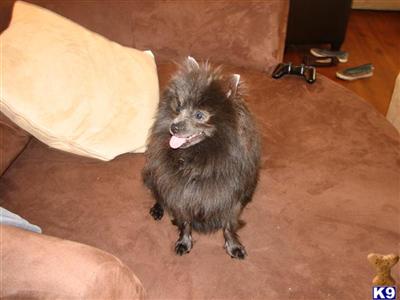 Dogs for Sale