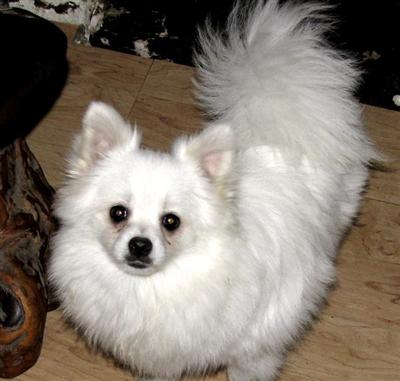 Dogs - Pomeranian