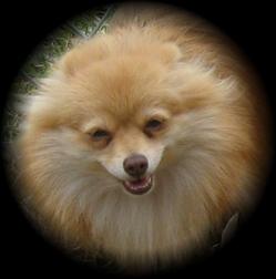Dogs - Pomeranian