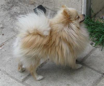 Stud Dogs - Pomeranian