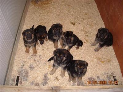 Puppies in ME