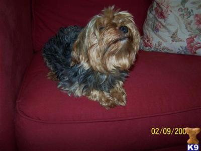 Dogs for Sale in NC