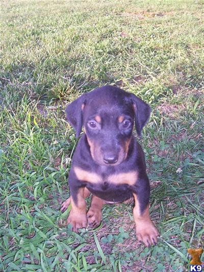Doberman Pinscher Puppies for Sale