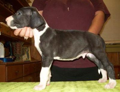 Puppies in OK