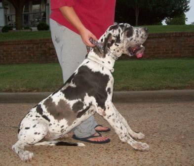 Dogs - Great Dane