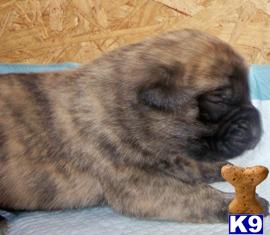 Puppies in KS